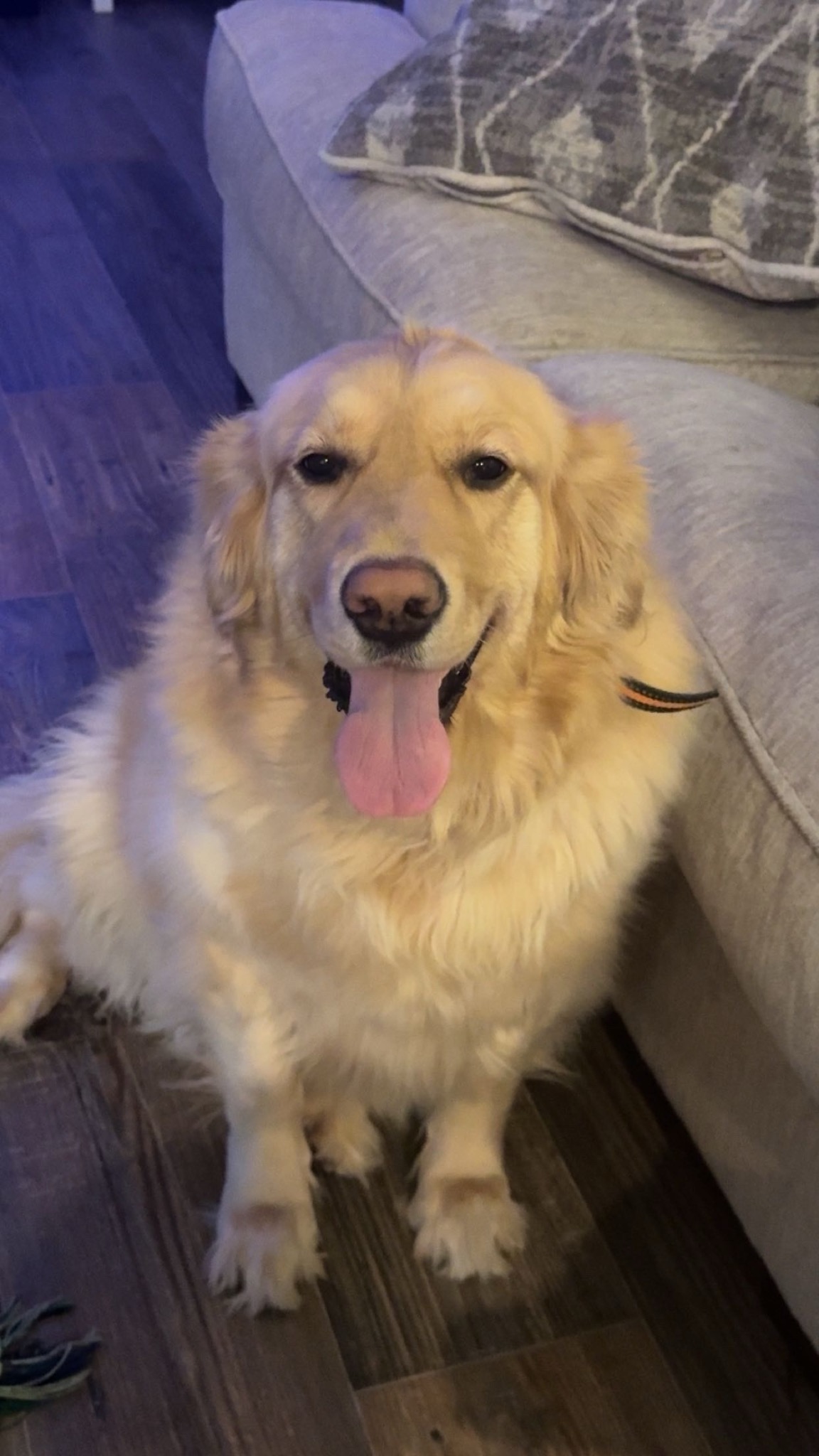 Luna, a Golden Retriever smiling beside a couch